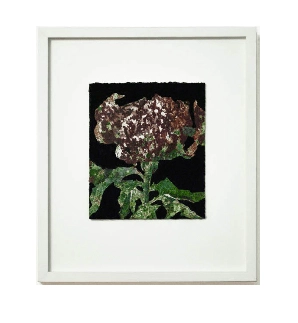 Oxana Tregubova, Paeoniaceae, 2024