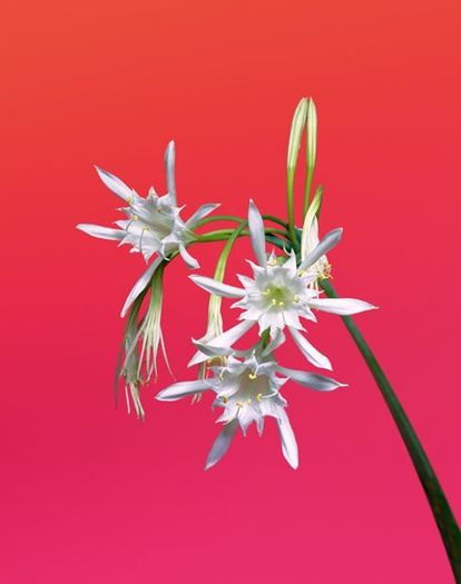 Erwan Frotin, Pancratium maritimum, 2007