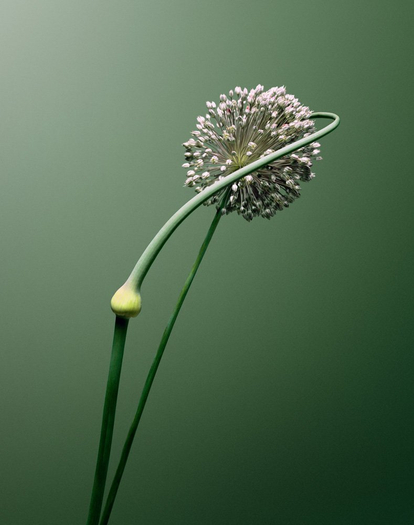 Erwan Frotin, Allium SP, 2007