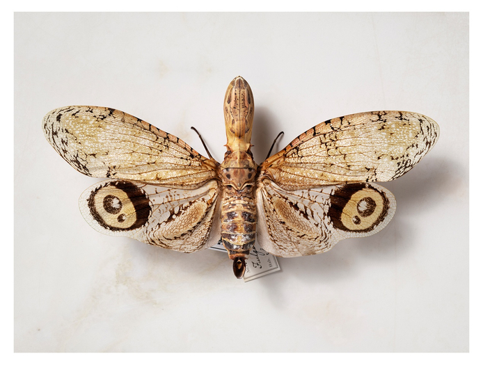 Jeffrey Stuker, Fulgora Laternaria, 2015