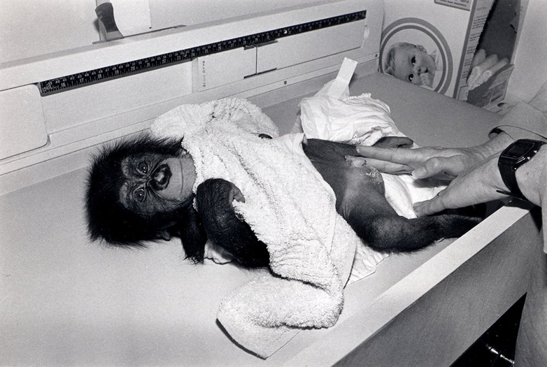 Robin Schwartz, Gordo. Chimpanzee, male, 3 months old., 1988