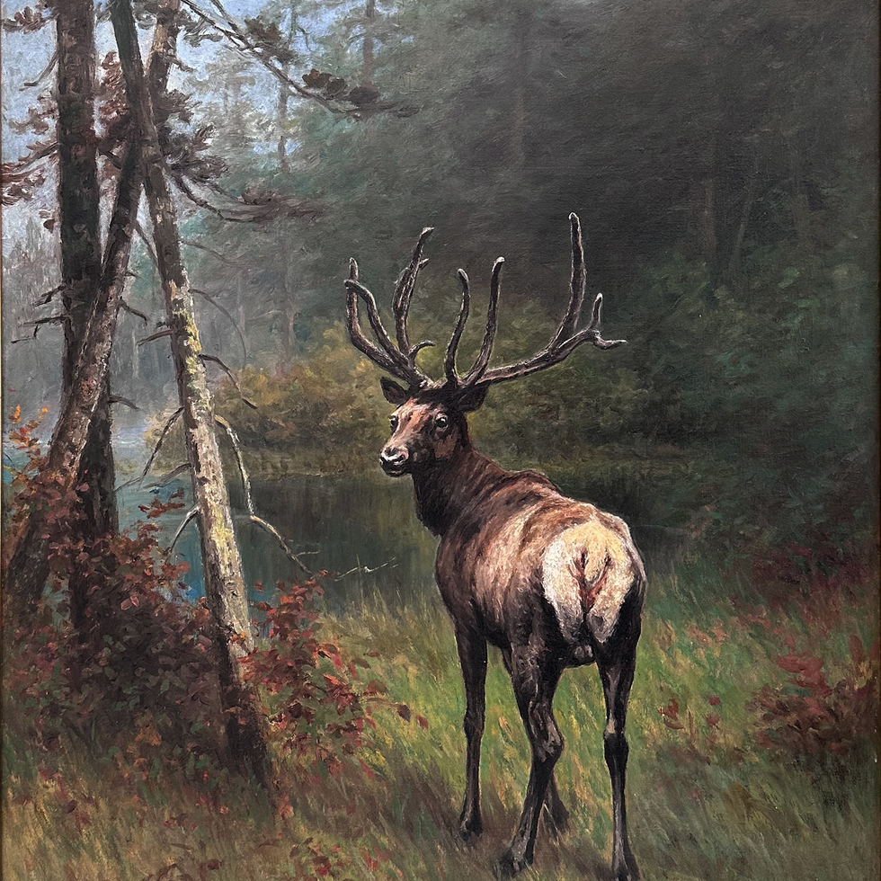 Stag in Forest-Frederick A. Verner